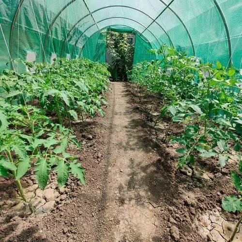 cumpără Umbră pentru grădină miscellaneous Pelicula pentru Sera 10x4x2.5m (MSD-026725) în Chișinău 
