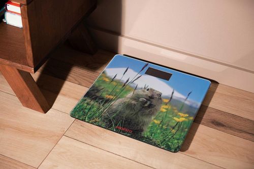 купить Весы напольные Ardesto SCB-965MARMOT в Кишинёве 