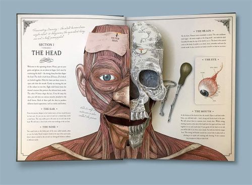 купить The Human Body: A Pop-Up Guide to Anatomy (Richard Walker) в Кишинёве 