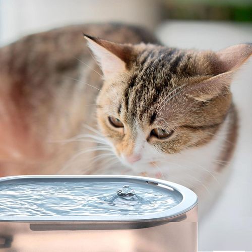 купить Миска для собак и кошек Ufesa PetBuddy Drink Pet Drinking Fountain в Кишинёве 