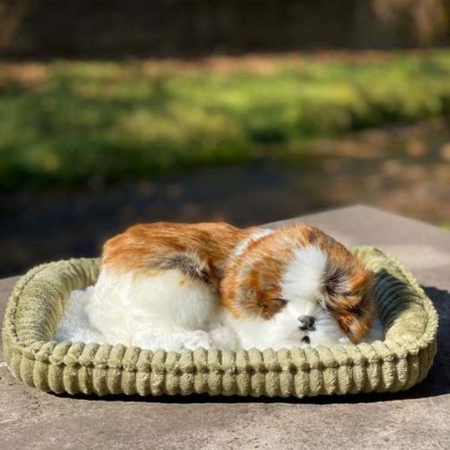 cumpără Jucărie de pluș Perfect Petzzz 91-19 Cățeluș Shih Tzu cu imitație de respirație în Chișinău 
