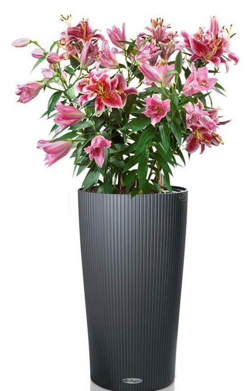 купить Цветочный горшок Lechuza Cilindro Color 23, Slate в Кишинёве 
