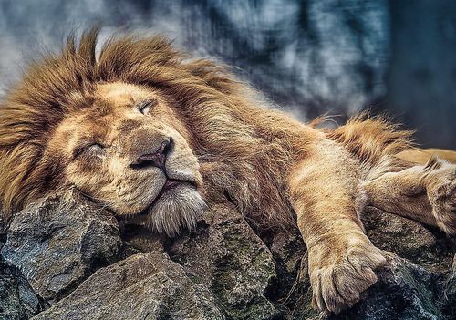 купить Головоломка Trefl 10447 Puzzle 1000 Sleeping lion в Кишинёве 