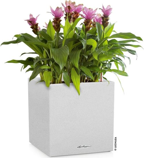 купить Цветочный горшок Lechuza Canto Stone 30 Low, Quartz White в Кишинёве 