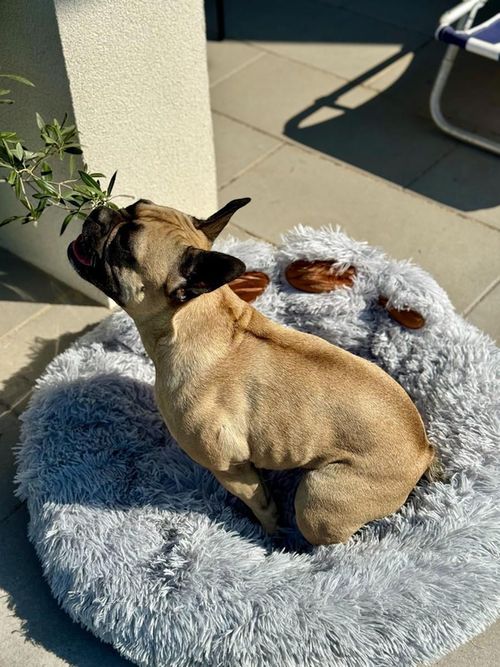 купить Лежак Jumi CD-320970 pat pentru caine, Gri в Кишинёве 