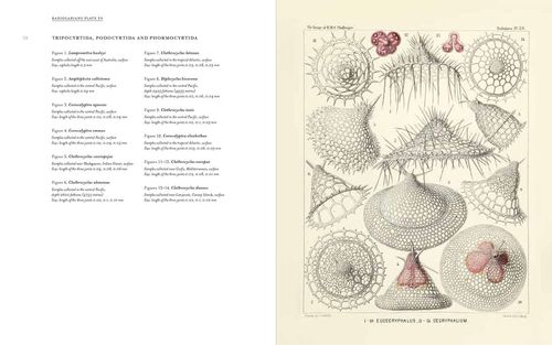 cumpără Art Forms from the Abyss: Ernst Haeckel's în Chișinău 