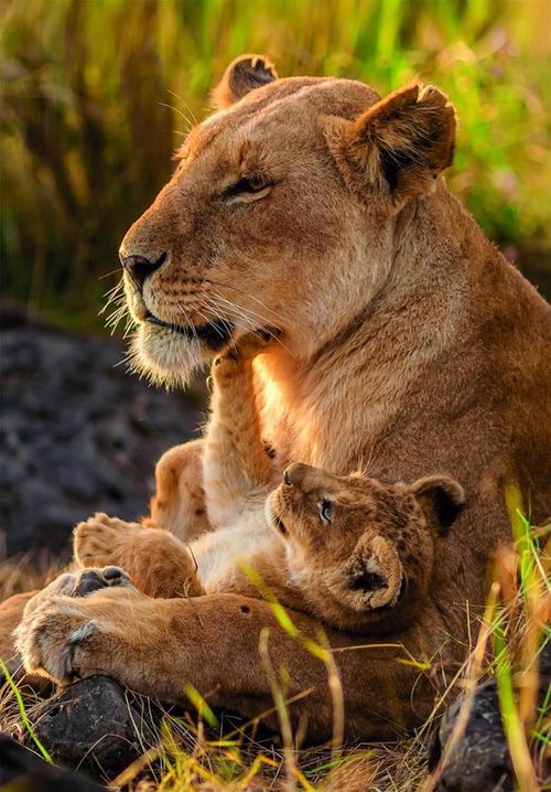 купить Пазл Clementoni Puzzle 500 Feline Love 2026 (35620) в Кишинёве 