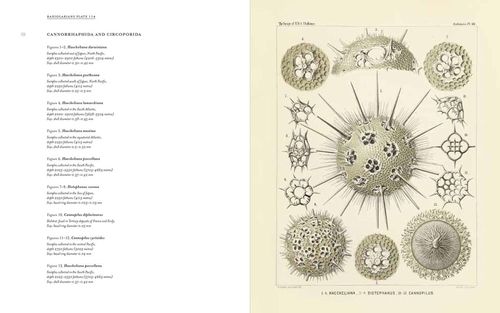 купить Art Forms from the Abyss: Ernst Haeckel's в Кишинёве 