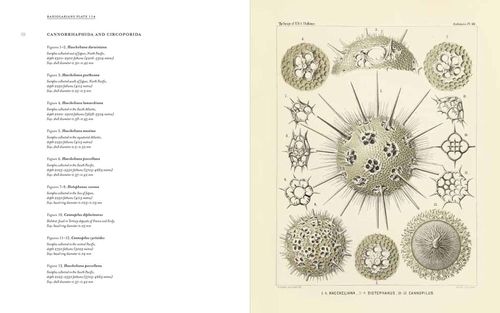 cumpără Art Forms from the Abyss: Ernst Haeckel's în Chișinău 