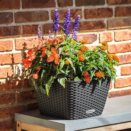 cumpără Ghiveci pentru flori Lechuza Bacino Cottage, Mocha în Chișinău 