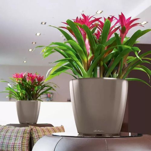 купить Цветочный горшок Lechuza Classico Premium 35 LS, Shiny Taupe в Кишинёве 