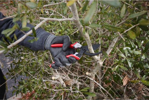 cumpără Foarfecă de gradină Milwaukee 4932498621 taiere ramuri 25mm în Chișinău 