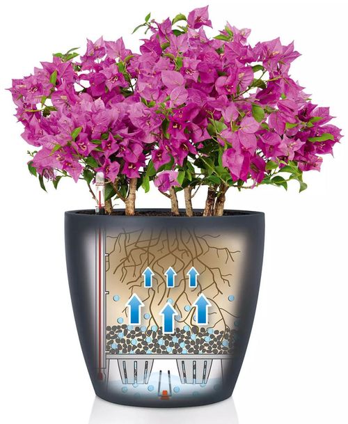 купить Цветочный горшок Lechuza Classico Color 60, Slate в Кишинёве 