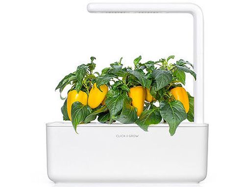 купить SMART HOME PEPPER REFILL SWEET 3PACK YPEP-REFILL-3 CLICK&GROW в Кишинёве 