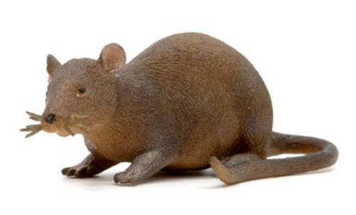 купить Игрушка ICOM 7174644 Животное антистресс в Кишинёве 