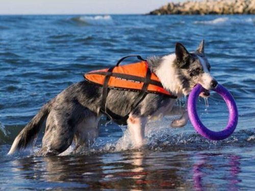 купить Поводок Aquarius Vesta de salvare PUPIL safe dog orange XL в Кишинёве 