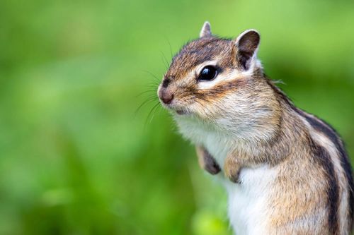 cumpără Obiectiv FujiFilm Fujinon XF500mmF5.6 R LM OIS WR în Chișinău 