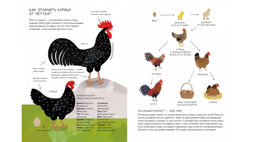 cumpără Джуббилини, Сандри: Курицеведение. Дачная энциклопедия în Chișinău 