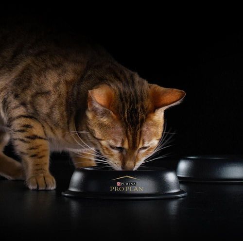 купить Корм для питомцев Purina Pro Plan Sterile p/pisici (iepure) 1,5kg (6) в Кишинёве 