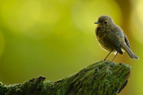 cumpără Obiectiv FujiFilm Fujinon XF500mmF5.6 R LM OIS WR în Chișinău 