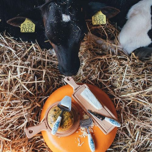 купить Нож BOSKA 307072 cascaval Mini Delft Blue в Кишинёве 