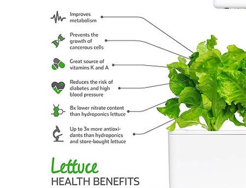купить SMART HOME GREEN LETTUCE REF. GLETT-REFILL-3 CLICK&GROW в Кишинёве 