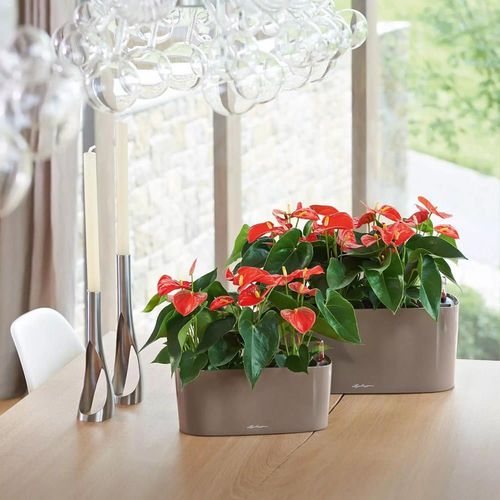 купить Цветочный горшок Lechuza Delta Premium 10, Shiny Taupe в Кишинёве 