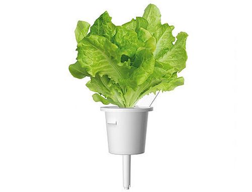 купить SMART HOME GREEN LETTUCE REF. GLETT-REFILL-3 CLICK&GROW в Кишинёве 