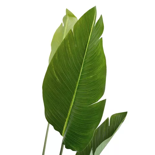 купить Искусственное растение Deco Arborele Strelitzia 170 в Кишинёве 