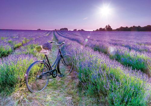 купить Головоломка Educa 19255 1000 Bike In A Lavender Field в Кишинёве 