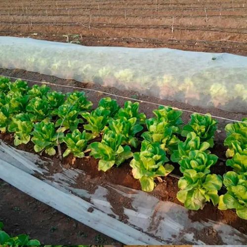 купить Агроволокно Agreen 77504 Folie microporoasa agril 17g/m² (alb-transparent) (4.2x10m) 42m² в Кишинёве 