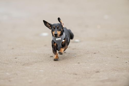 купить Объектив Nikon Z 135mm f/1.8 S Plena Nikkor в Кишинёве 