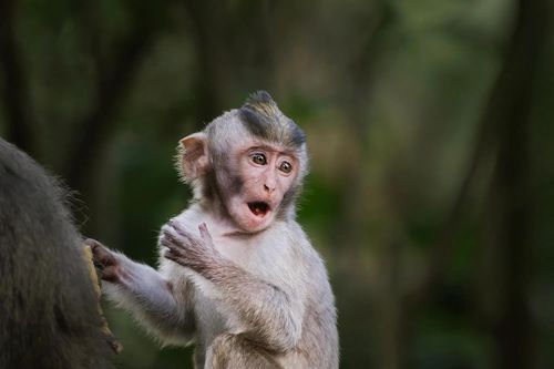 cumpără Obiectiv FujiFilm Fujinon XF500mmF5.6 R LM OIS WR în Chișinău 