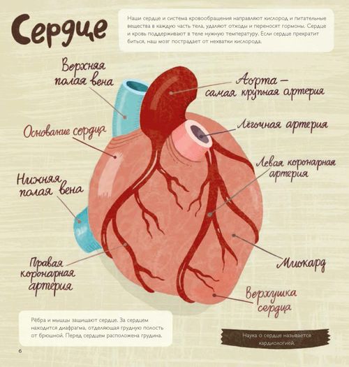 купить Шёберг Лена: Трогательные факты о сердце в Кишинёве 