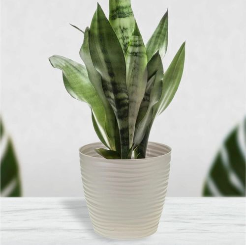 cumpără Ghiveci pentru flori Idea М3068 Ghiveci pu flori 1.7 lit alb, sur, crem în Chișinău 