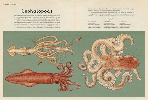 купить Animalium: (Welcome To The Museum) в Кишинёве 