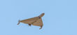 Topic Image